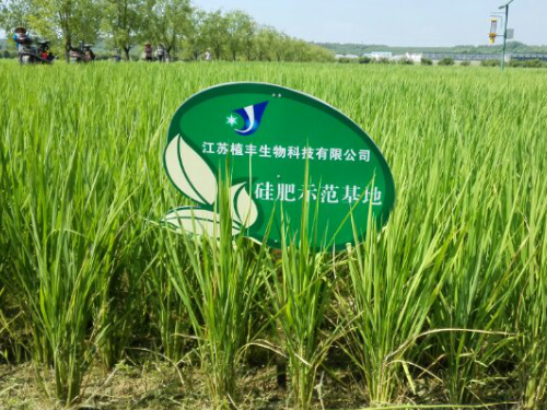 硅肥在水稻上的應用