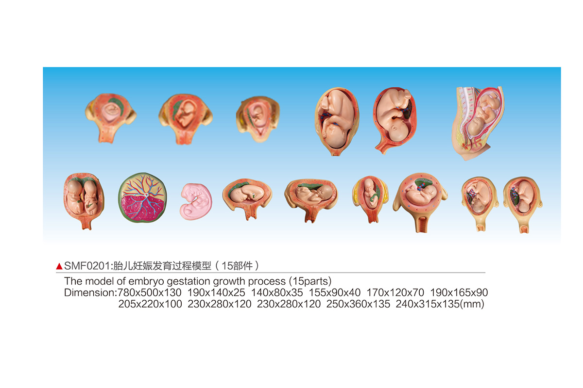 SMF0201：胎兒妊娠發育過程模型（15部件）