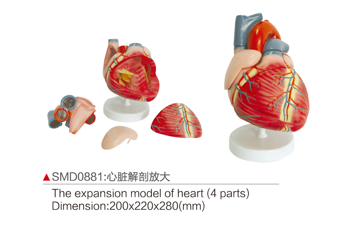 SMD0881：心臟解剖放大