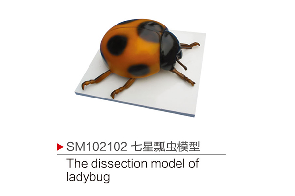 SM102102 七星瓢蟲模型