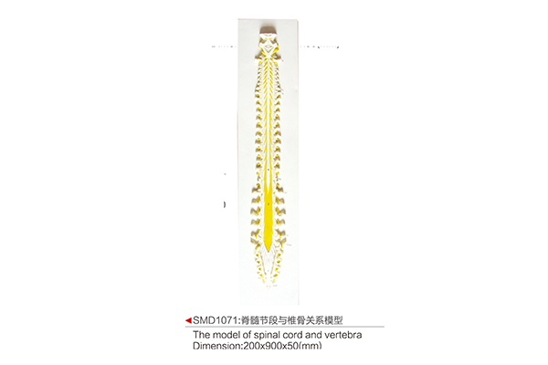 SMD1071：脊髓節段與椎骨關系模型