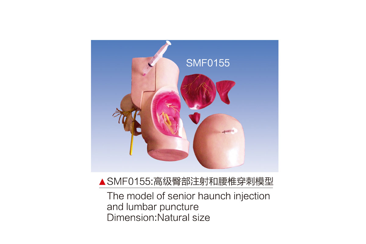 SMF0155:高級臀部注射和腰椎穿刺模型
