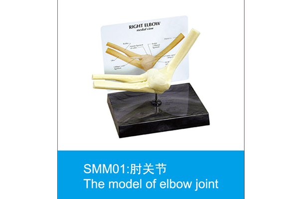 SMM01：肘關節