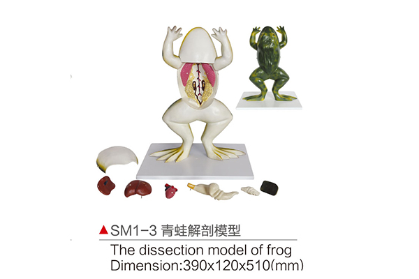 SM1-3青蛙解剖模型