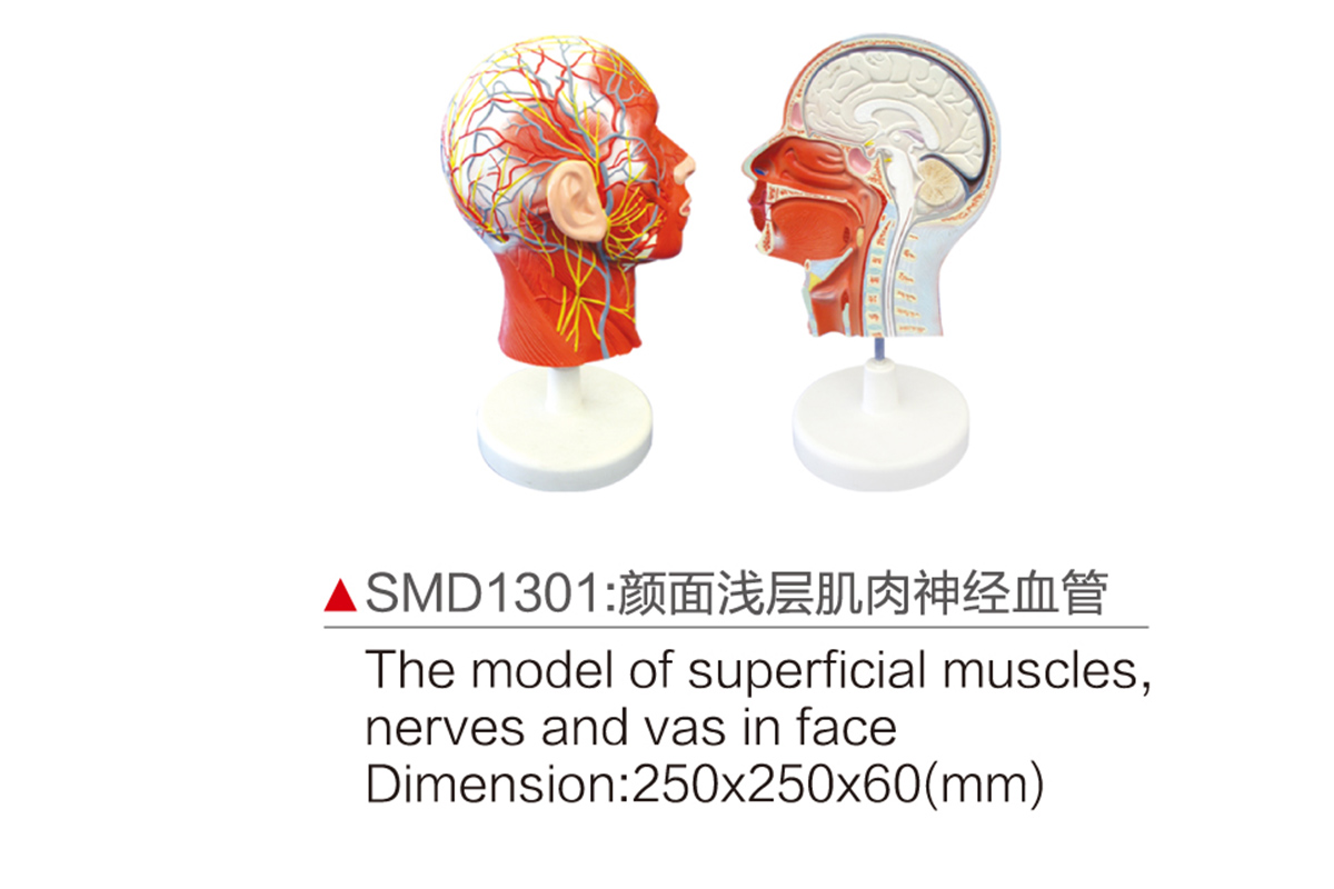 SMD1301：顏面淺層肌肉神經血管