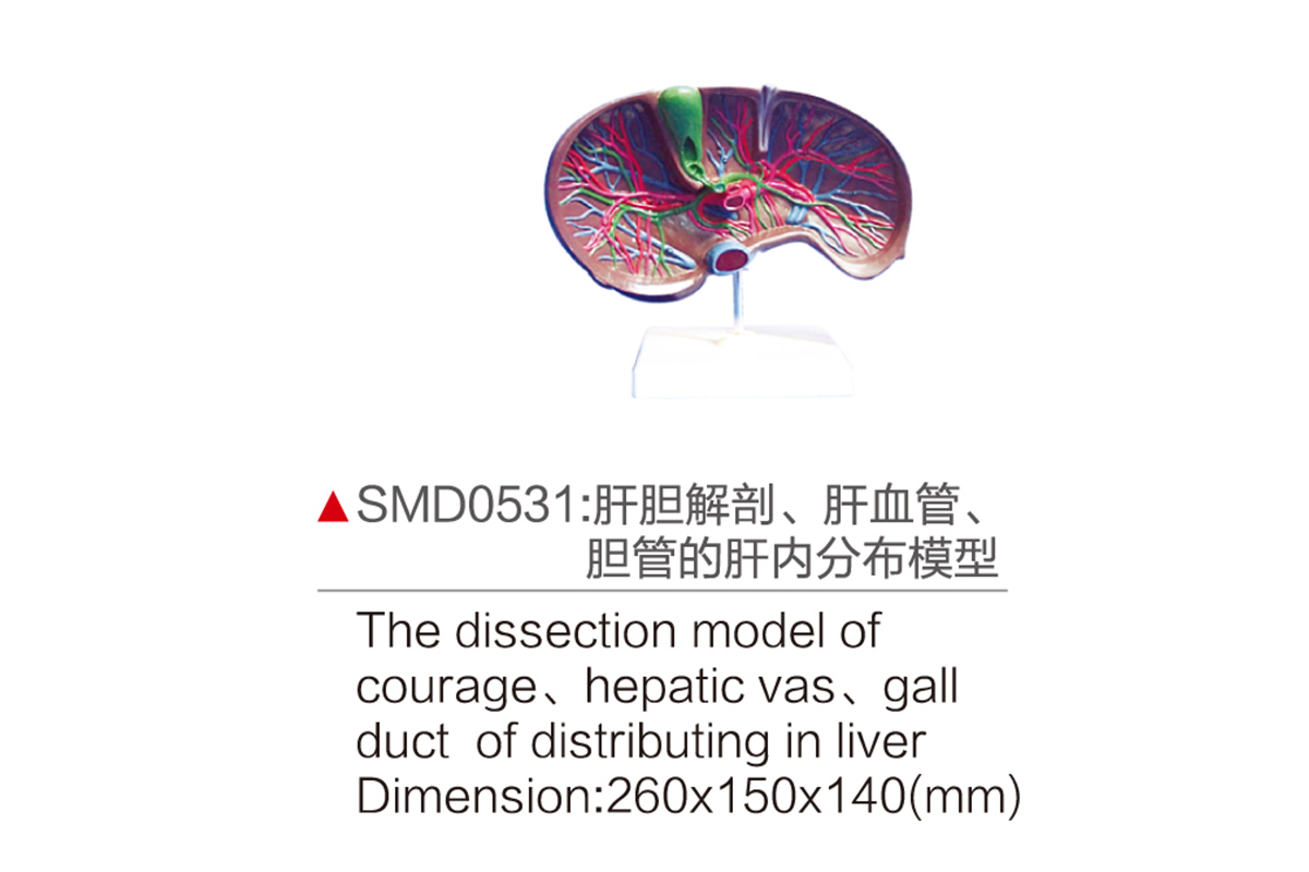 SMD0531:肝膽解剖 肝血管 膽管的肝內分布模型
