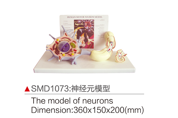 SMD1073：神經元模型