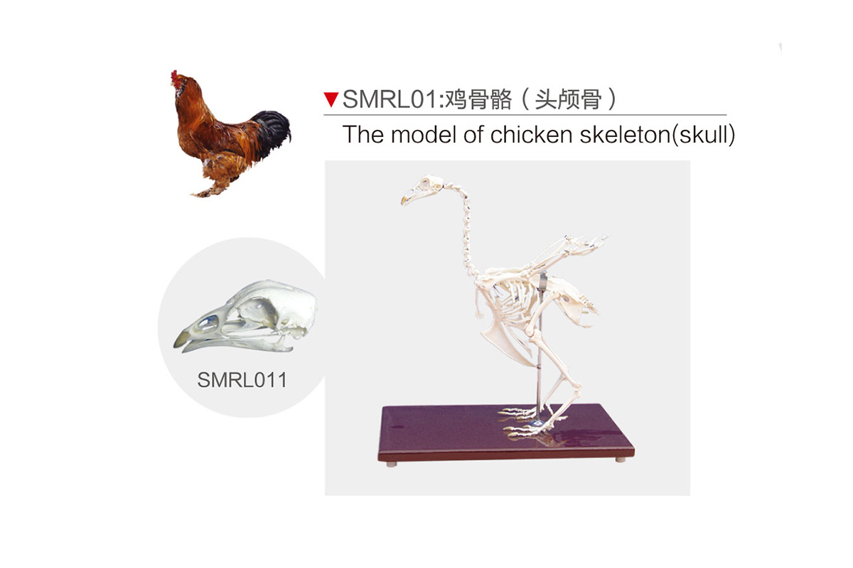 SMRL01:雞骨骼（頭顱骨）