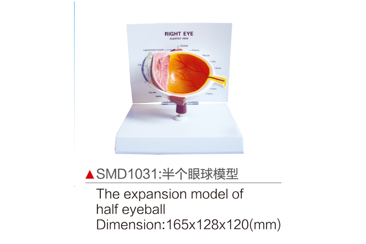 SMD1031：半個眼球模型
